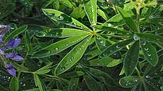 lupine-raindrops.jpg lupine-raindrops.jpg