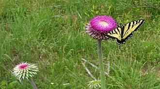 muskthistle-bfly.jpg muskthistle-bfly.jpg